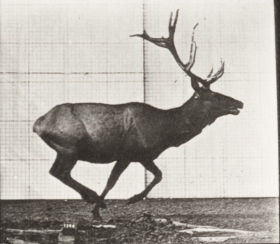Plate 695 Elk galloping — figure reference